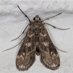 Hygraula nitens (Pond Moth) at Melba, ACT - 11 Oct 2024 by kasiaaus