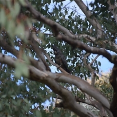 Callocephalon fimbriatum (Gang-gang Cockatoo) at Greenleigh, NSW - 28 Sep 2024 by LyndalT