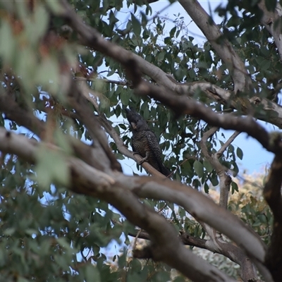 Callocephalon fimbriatum (Gang-gang Cockatoo) at Greenleigh, NSW - 27 Sep 2024 by LyndalT