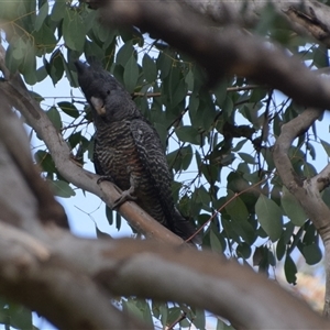 Callocephalon fimbriatum at Greenleigh, NSW - suppressed