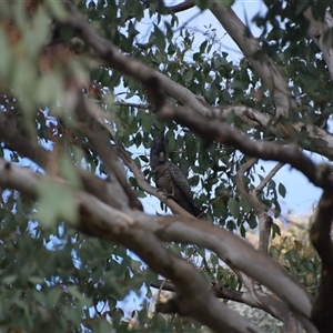 Callocephalon fimbriatum at Greenleigh, NSW - suppressed