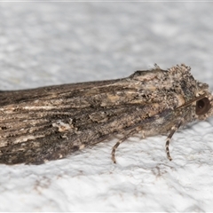 Hypoperigea tonsa at Melba, ACT - 11 Oct 2024 11:02 PM