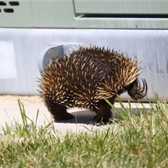 Tachyglossus aculeatus at Holt, ACT - 10 Oct 2024