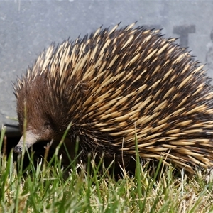 Tachyglossus aculeatus at Holt, ACT - 10 Oct 2024 01:14 PM