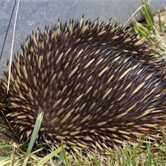 Tachyglossus aculeatus at Holt, ACT - 10 Oct 2024 01:14 PM