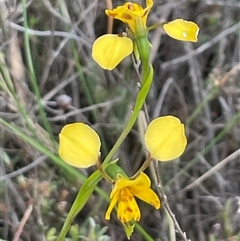 Diuris nigromontana (Black Mountain Leopard Orchid) at Bruce, ACT - 12 Oct 2024 by Clarel