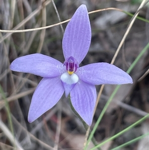 Glossodia major at Bruce, ACT - suppressed