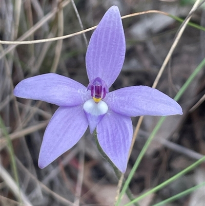 Glossodia major (Wax Lip Orchid) at Bruce, ACT - 11 Oct 2024 by Clarel