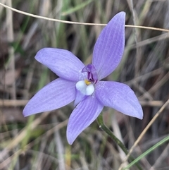 Glossodia major at Bruce, ACT - suppressed