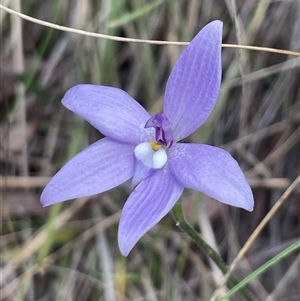 Glossodia major at Bruce, ACT - suppressed