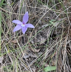 Glossodia major at Bruce, ACT - suppressed