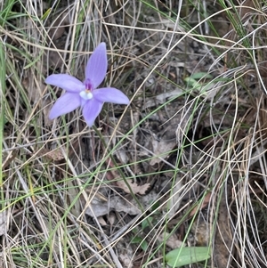 Glossodia major at Bruce, ACT - suppressed