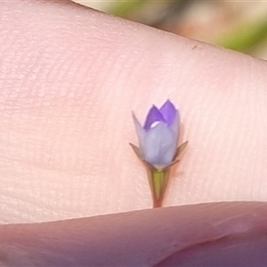 Wahlenbergia multicaulis at Bombay, NSW - 13 Oct 2024 12:34 PM