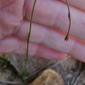 Wahlenbergia multicaulis at Bombay, NSW - 13 Oct 2024 12:34 PM