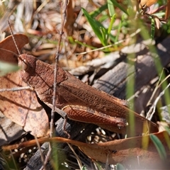 Goniaea opomaloides (Mimetic Gumleaf Grasshopper) at Tharwa, ACT - 11 Oct 2024 by RomanSoroka