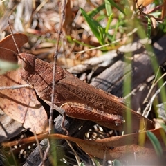 Unidentified Grasshopper, Cricket or Katydid (Orthoptera) at Tharwa, ACT - 11 Oct 2024 by RomanSoroka