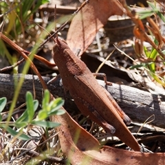Goniaea opomaloides at Tharwa, ACT - 11 Oct 2024 02:35 PM