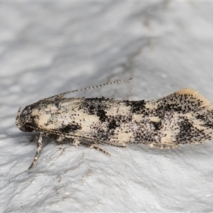 Elachista (genus) at Melba, ACT - 11 Oct 2024