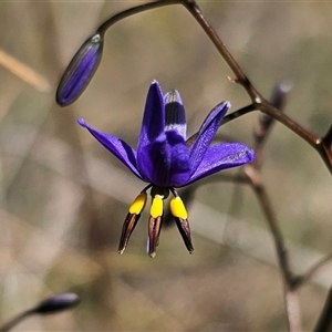 Dianella revoluta var. revoluta at Carwoola, NSW - 13 Oct 2024