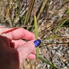 Dianella revoluta var. revoluta at Carwoola, NSW - 13 Oct 2024