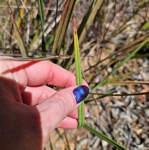 Dianella revoluta var. revoluta at Carwoola, NSW - 13 Oct 2024