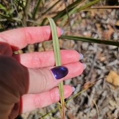 Dianella revoluta var. revoluta at Carwoola, NSW - 13 Oct 2024