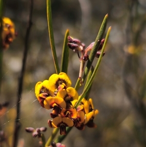 Daviesia leptophylla at Captains Flat, NSW - 13 Oct 2024