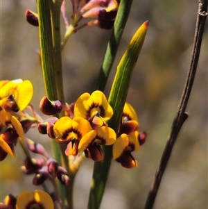 Daviesia leptophylla at Captains Flat, NSW - 13 Oct 2024