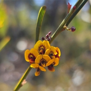 Daviesia leptophylla at Captains Flat, NSW - 13 Oct 2024