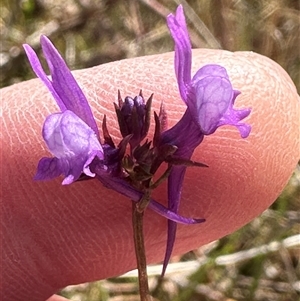 Linaria pelisseriana at Yarralumla, ACT - 13 Oct 2024