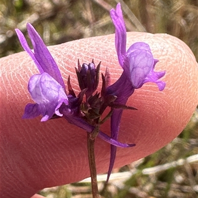 Linaria pelisseriana (Pelisser's Toadflax) at Yarralumla, ACT - 13 Oct 2024 by lbradley