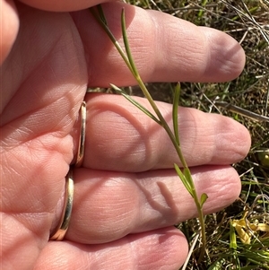 Linaria pelisseriana at Yarralumla, ACT - 13 Oct 2024