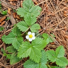 Potentilla vesca (Alpine Strawberry) at Isaacs, ACT - 13 Oct 2024 by Mike