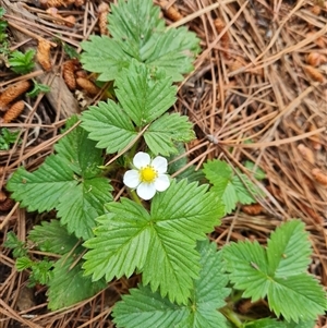 Potentilla vesca at Isaacs, ACT - 13 Oct 2024 04:24 PM