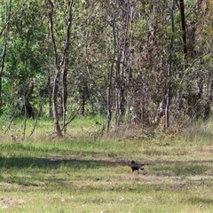 Corcorax melanorhamphos (White-winged Chough) at Bandiana, VIC - 12 Oct 2024 by KylieWaldon