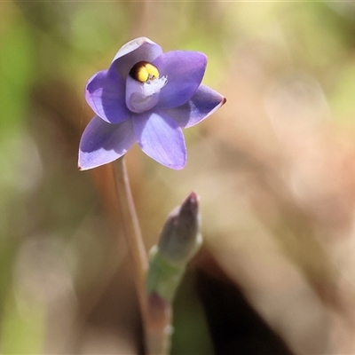 Thelymitra peniculata (Blue Star Sun-orchid) at Bandiana, VIC - 13 Oct 2024 by KylieWaldon