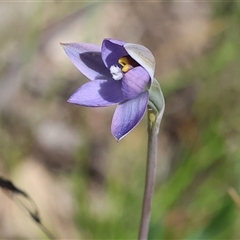 Thelymitra peniculata (Blue Star Sun-orchid) at Bandiana, VIC - 13 Oct 2024 by KylieWaldon