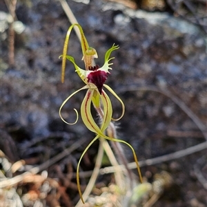 Caladenia parva at Burrinjuck, NSW - suppressed