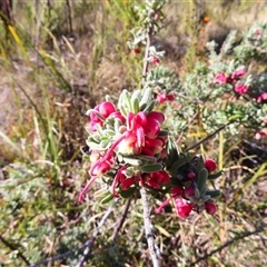 Grevillea lanigera (Woolly Grevillea) at Rendezvous Creek, ACT - 13 Oct 2024 by MB