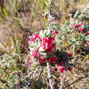 Grevillea lanigera at Rendezvous Creek, ACT - 13 Oct 2024