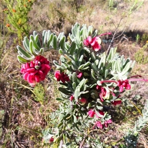 Grevillea lanigera at Rendezvous Creek, ACT - 13 Oct 2024 09:11 AM