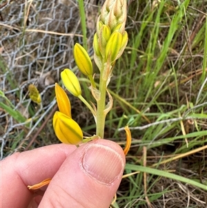 Bulbine bulbosa at Yarralumla, ACT - 13 Oct 2024