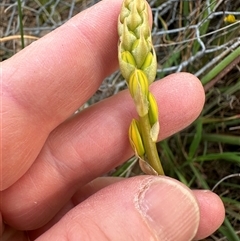 Bulbine bulbosa at Yarralumla, ACT - 13 Oct 2024