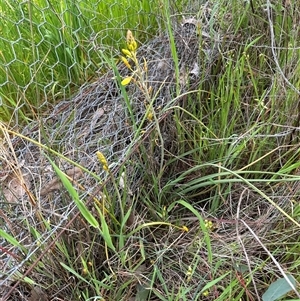 Bulbine bulbosa at Yarralumla, ACT - 13 Oct 2024