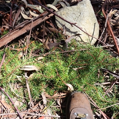 Persoonia chamaepeuce (Dwarf Geebung) at Rendezvous Creek, ACT - 13 Oct 2024 by MB