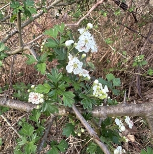 Crataegus monogyna at Yarralumla, ACT - 13 Oct 2024