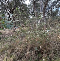 Crataegus monogyna at Yarralumla, ACT - 13 Oct 2024