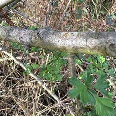 Crataegus monogyna at Yarralumla, ACT - 13 Oct 2024