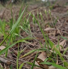 Ehrharta longiflora (Annual Veldt Grass) at Higgins, ACT - 13 Oct 2024 by MattM