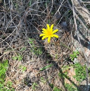 Microseris walteri at Burrinjuck, NSW - 13 Oct 2024